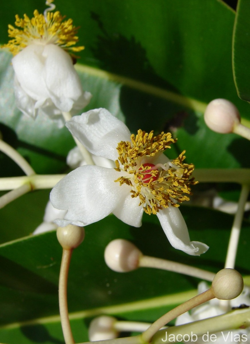 Calophyllum inophyllum L.